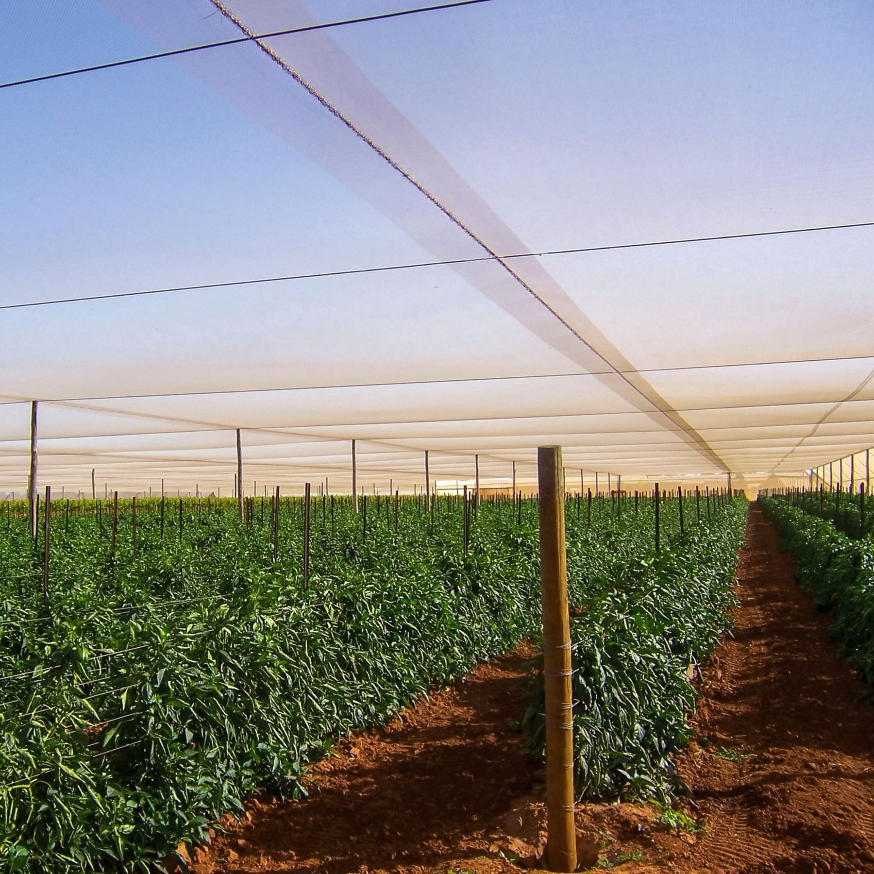 Quad Crossover® Agricultural Netting | GALE Commercial